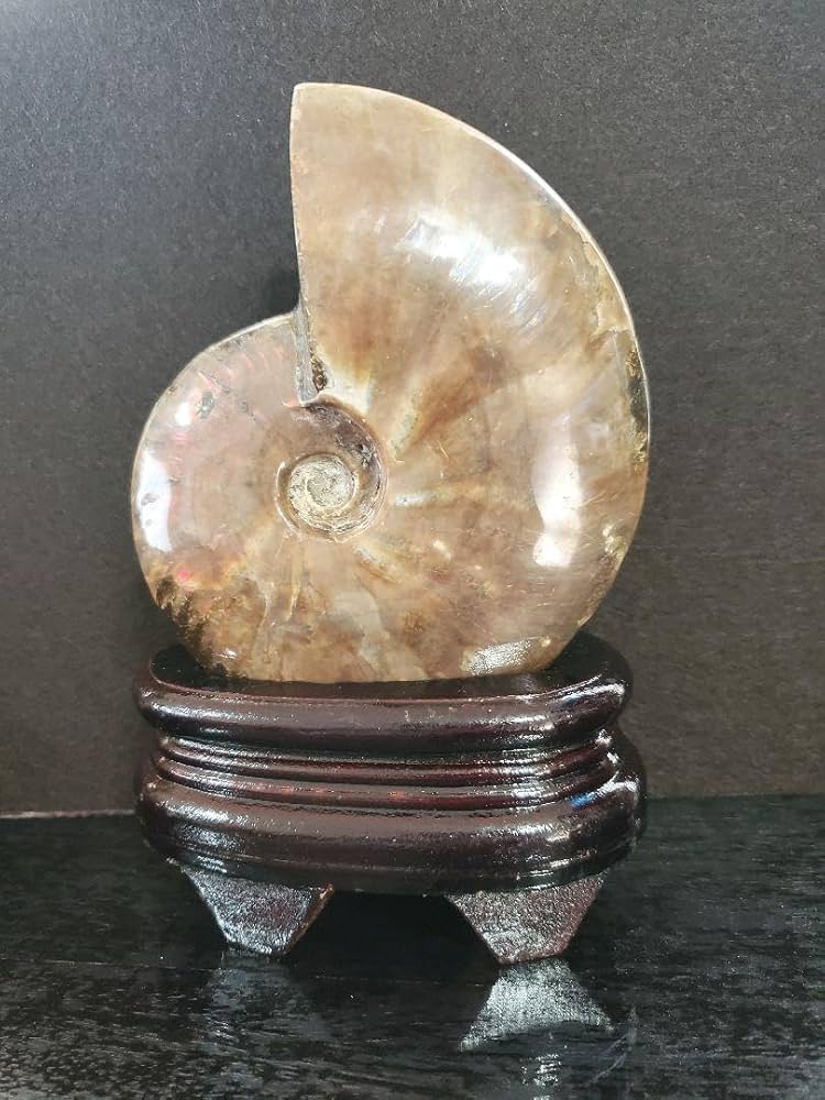 アンモライト　化石 Amazon.co.jp: 537.5g!! アンモナイト(アンモライト) 化石 台座